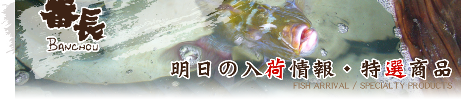 明日の入荷情報・特選商品 番長 活魚 鮮魚専門卸 卸業者 神戸 活サバ 活アジ